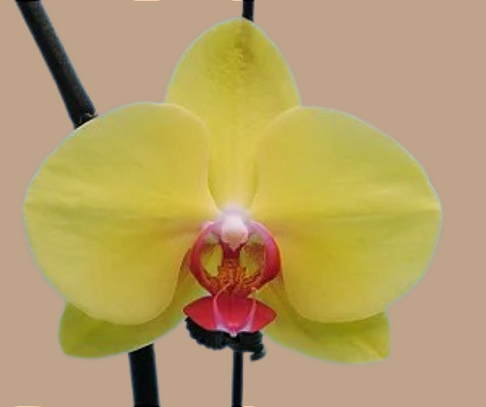 Phalaenopsis Ox Golden Star