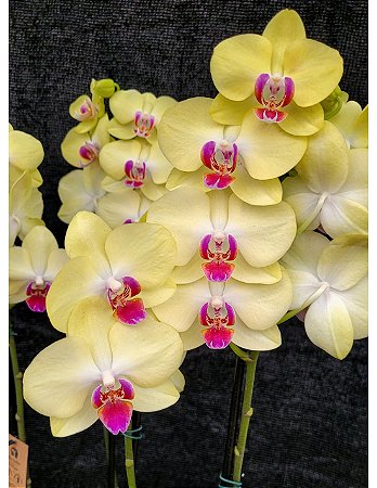 Phalaenopsis Fuller's Sunset