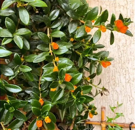 Columeia Peixinho - Nematanthus wettsteinii