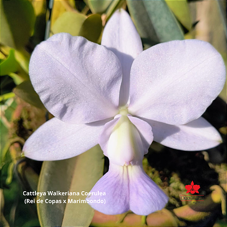 Cattleya Walkeriana Coerulea (Rei de Copas x Marimbondo)