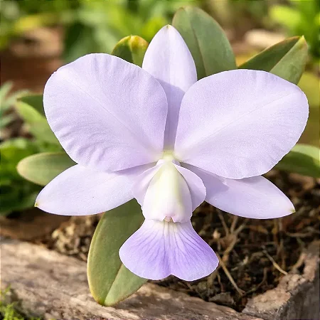 Cattleya Walkeriana Coerulea (Rei de Copas x Marimbondo)