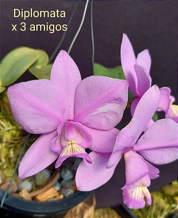 Cattleya Nobilior Diplomata x 3 Amigos