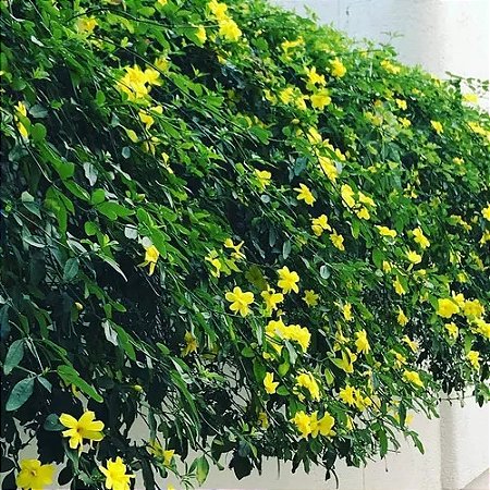 Jasmim Amarelo - Jasminum mesnyi (Muda Maior)