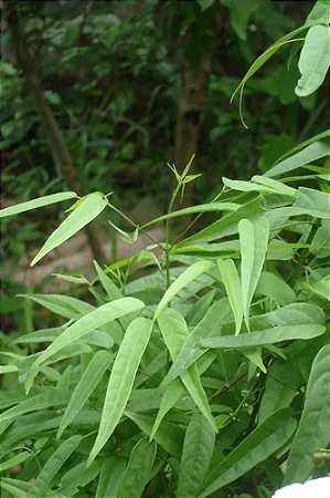 Planta Cipó Cruz - Arrabidaea chica