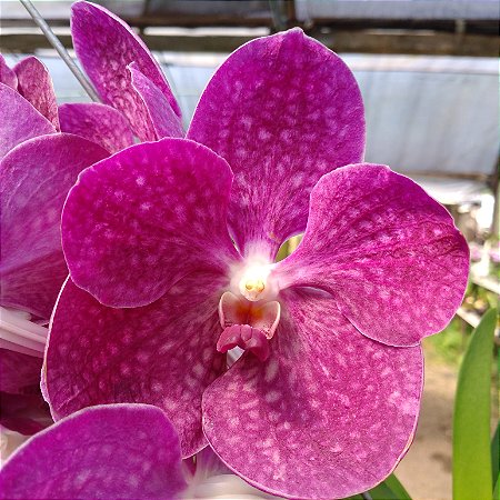 Vanda Pat Delight