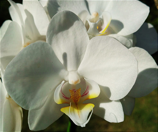 Phalaenopsis Amabilis