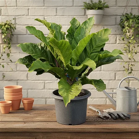 Planta Antúrio Hookeri - Anthunrium Hookeri - Muda Maior