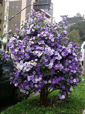 Manacá de Cheiro - Brunfelsia uniflora