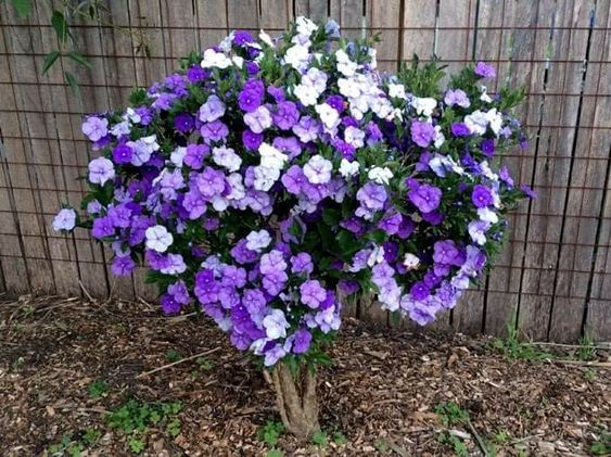 Manacá de Cheiro - Brunfelsia uniflora