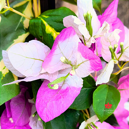 Primavera Manacá ou Mary Palmer - Bougainvillea