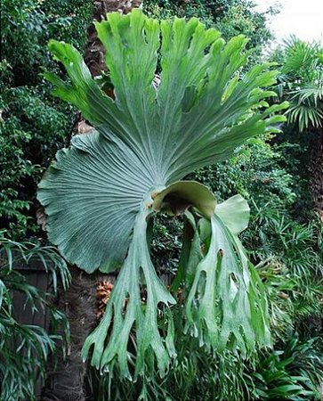 Platycerium Superbum