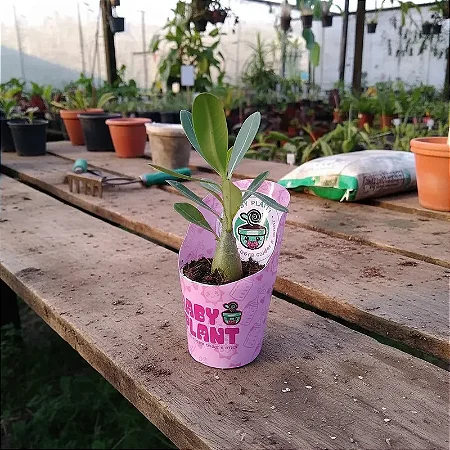 Rosa do Deserto Baby (Baby Plant) Cores Variadas