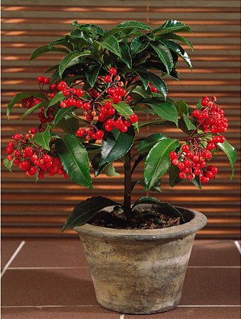 Ardisia  - Ardisia crenata