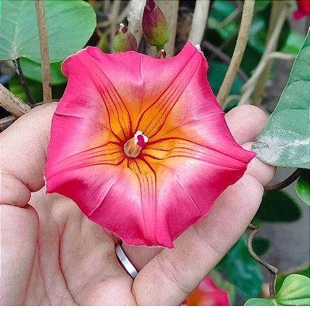 Ipomeia Africana - Stictocardia macalusoi