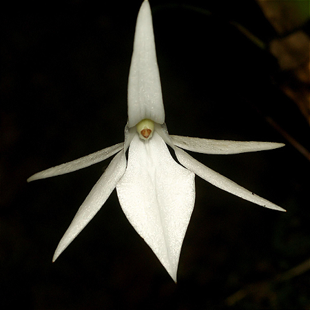 Jumellea Gladiator