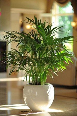 Palmeira Chamaedorea Elegans