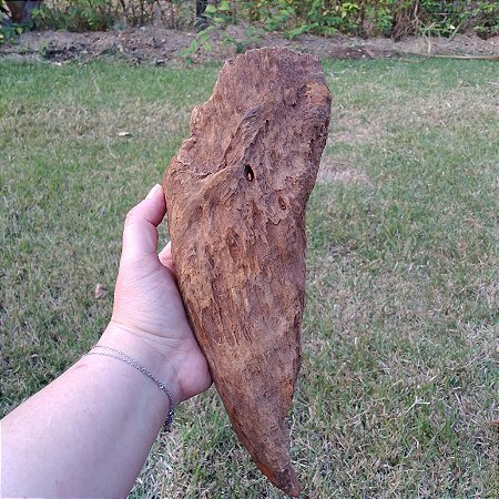 Nó de Pinho (Araucária) - Médio