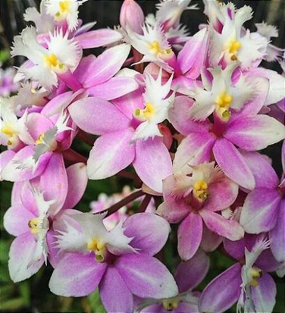 Epidendrum Wedding Valley 'Sakura'