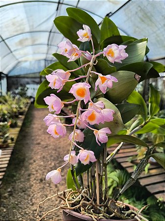 Dendrobium Rosy Cluster