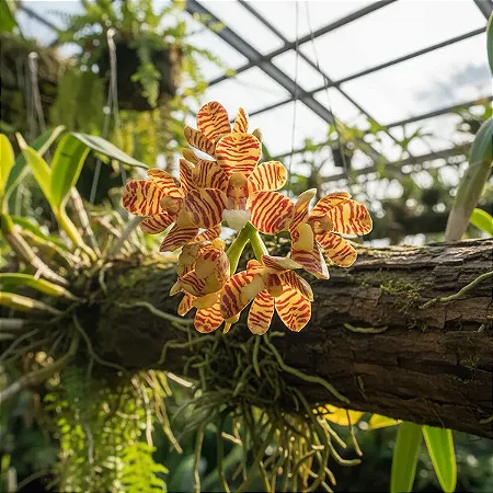 Orquídea Acampe ochracea