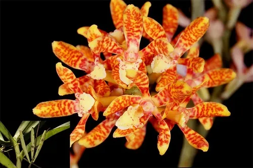 Acampe ochracea