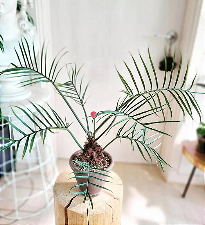 Filodendro Tortum - Philodendron tortum