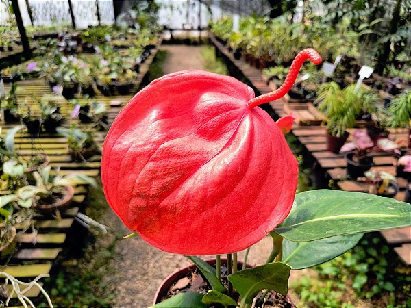 Anturio Rabinho de Porco - Anthurium scherzerianum