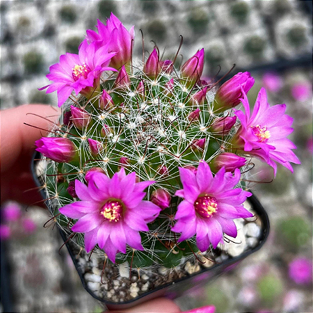 Mammillaria zeilmanniana