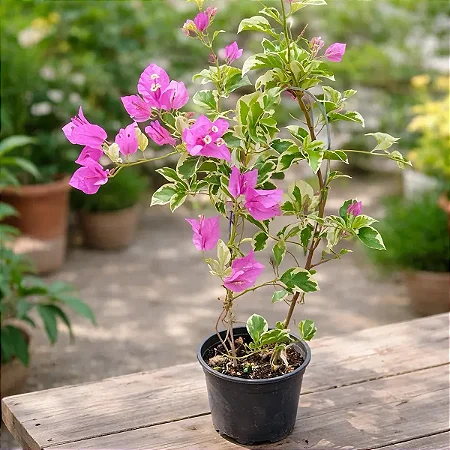 Primavera Variegata Lilás