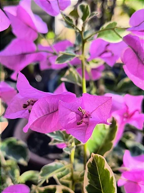 Primavera Variegata Lilás