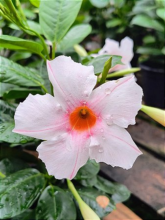 Dipladenia Rosa - Mandevilla sanderi