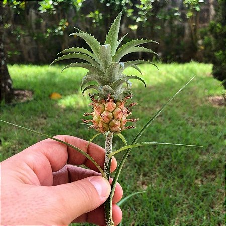 Bromélia Abacaxi Ornamental - Ananas comosus