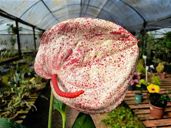 Antúrio Rabinho de Porco Mesclado - Anthurium scherzerianum