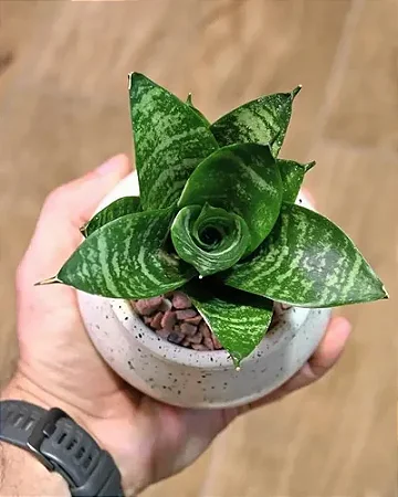 Mini espada de São Jorge - Sansevieria Trifasciata 'Hahnii'
