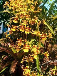 Oncidium Sphacelatum