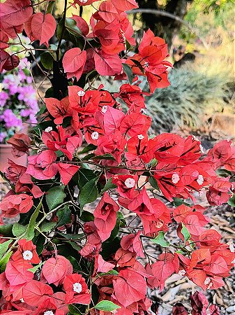 Primavera Terracota - Bougainvillea spp.