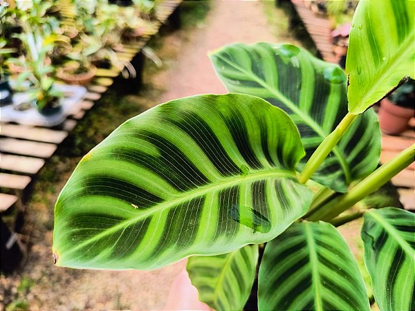 Calatéia zebra - Calathea zebrina