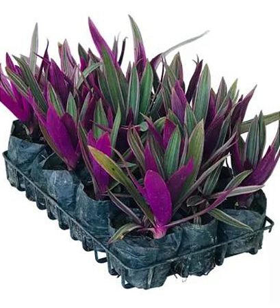 Abacaxi Roxo - Tradescantia spathacea