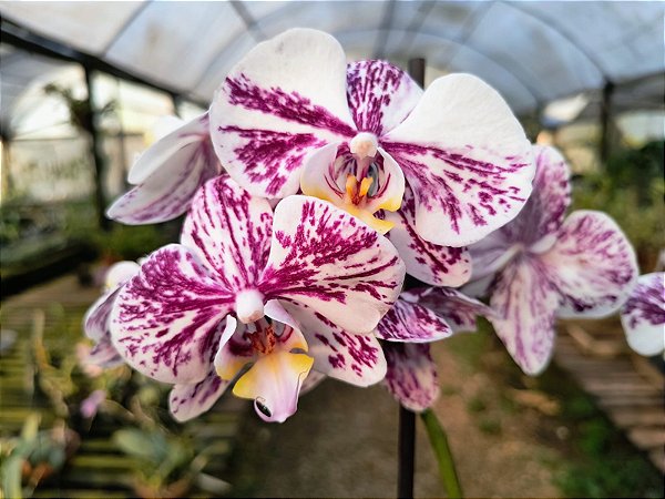Phalaenopsis Kingcar Purple Queen x Phalaenopsis Glitter