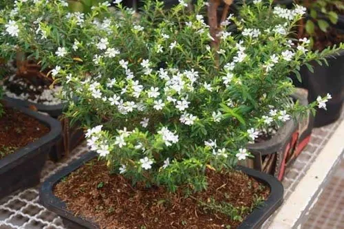 Erica Branca - Cuphea gracilis