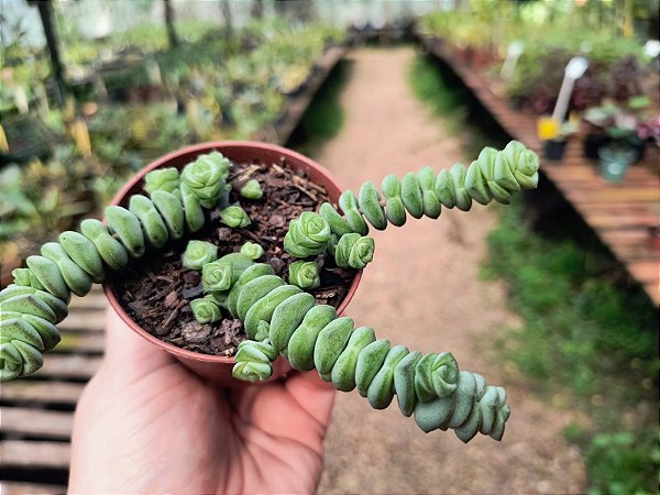 Rabinho de Porco - Crassula Marnieriana