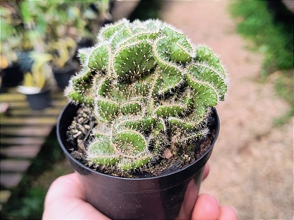 Austrocylindropuntia Subulata Cristata