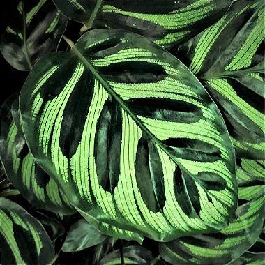 Maranta Pavão - Calathea Makoyana (Planta Grande)