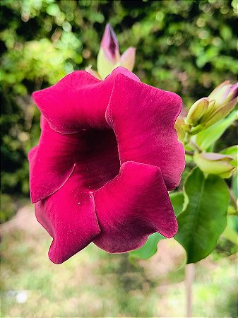 Alamanda Rubra (Roxo) – Allamanda blanchetti