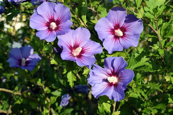 Hibisco da Síria roxo - Hibiscus syriacus