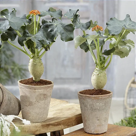 Jatropha Podagrica