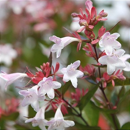 Abélia  - Abelia x grandiflora (Melífera)