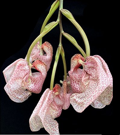 Coryanthes schmidtii