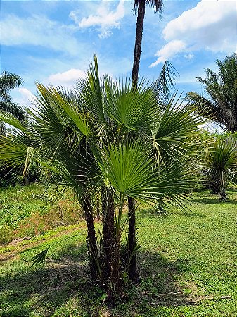 Palmeira Paurotis - Acoelorrhaphe wrightii