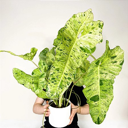 Philodendron ou Filodendro Paraíso Verde